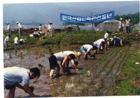 공단 임직원, 농촌일손돕기 실시(모내기 지원)